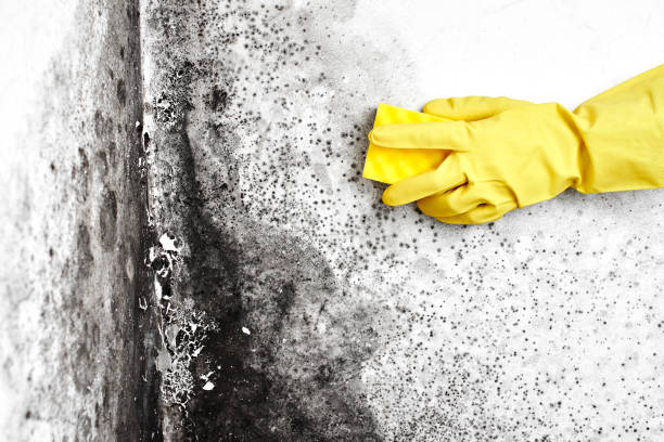 Mold Removal Process in South Daytona, FL