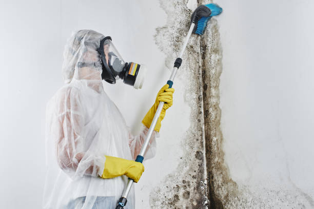 Best Toxic Mold Removal  in South Daytona, FL