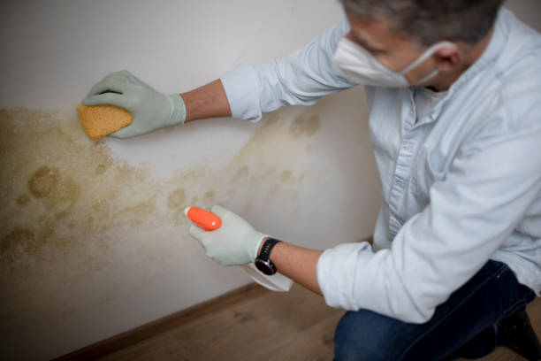 Professional Mold Removal in South Daytona, FL