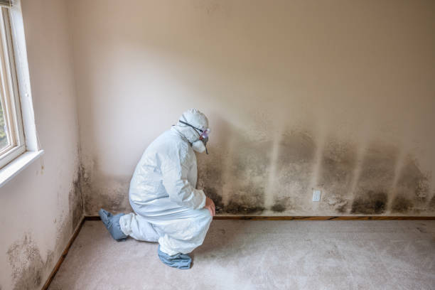 Best Mold Removal Process  in South Daytona, FL