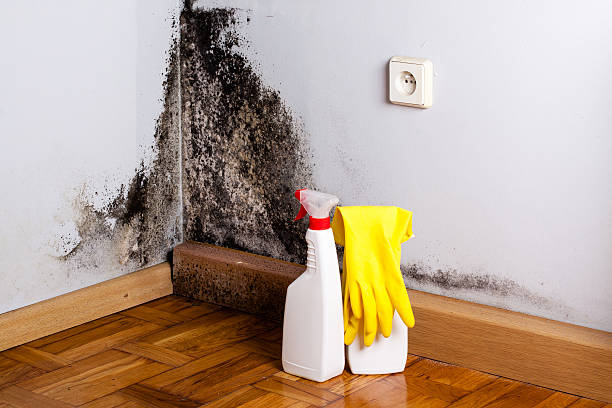 Best Black Mold Removal  in South Daytona, FL