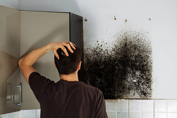 Best Mold Damage Repair  in South Daytona, FL